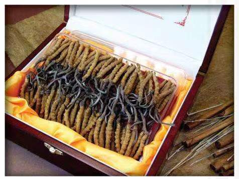 海南藏族冬虫夏草回收